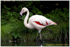 flamand rose